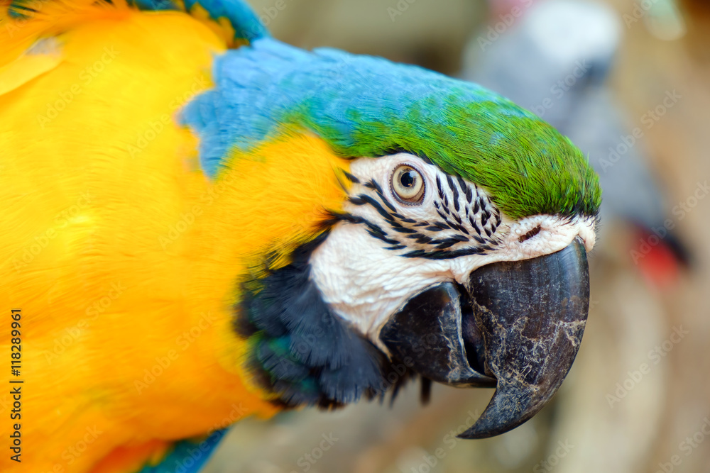 Macaw parrot / View of colorful macaw parrot. Macaw parrot / View of colorful macaw parrot.