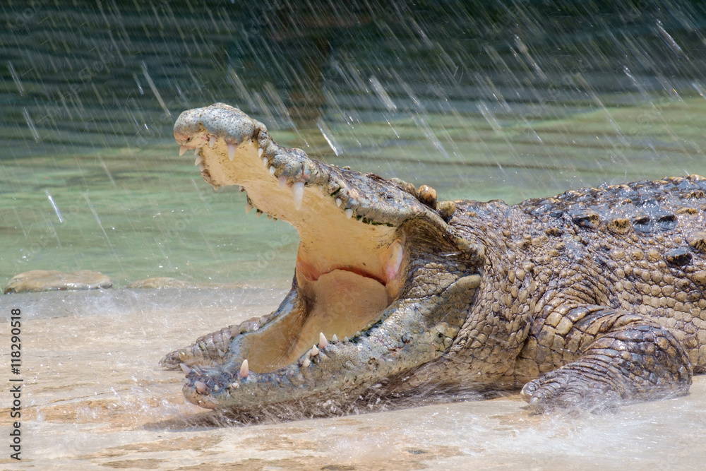 Fototapeta premium Crocodile / View of crocodile swamp with open mouth.