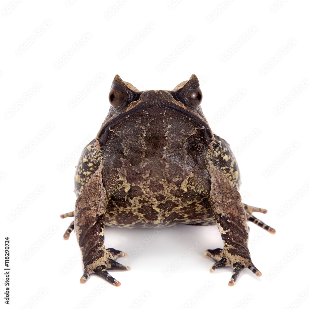 Obraz premium The long-nosed horned frog on white