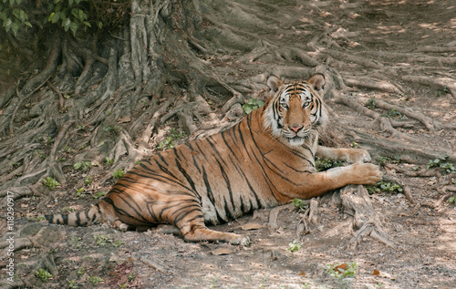 Tiger   View of tiger relax under the tree.