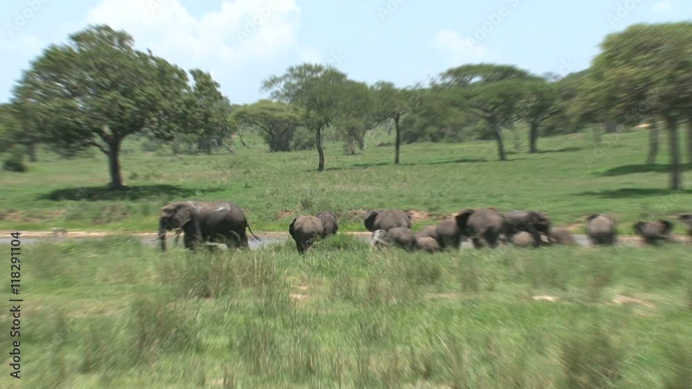 Herd of African Elephants grazing on the grassland Herd of African Elephants grazing on the grassland
