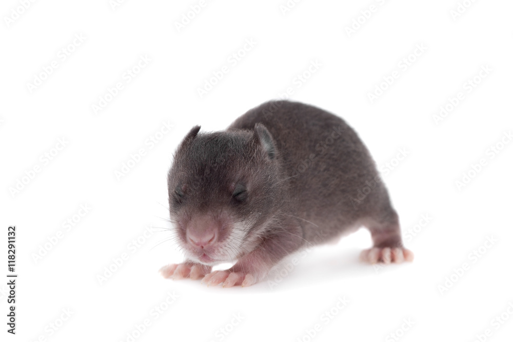 Gambian pouched rat, 3 week old, on white Gambian pouched rat, 3 week old, on white