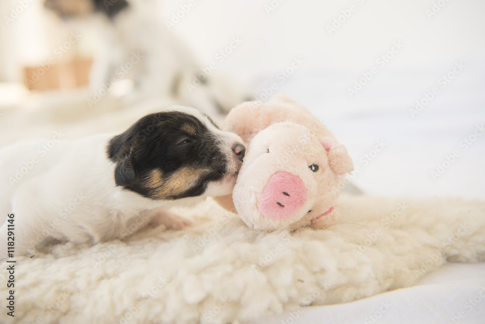 newborn puppy with luck pig - 12 days old newborn puppy with luck pig - 12 days old