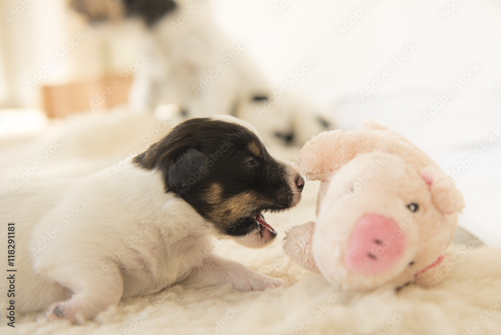 newborn puppy with luck pig - 12 days old newborn puppy with luck pig - 12 days old
