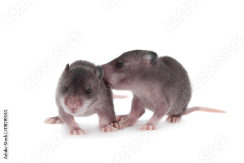 Gambian pouched rat, 3 week old, on white