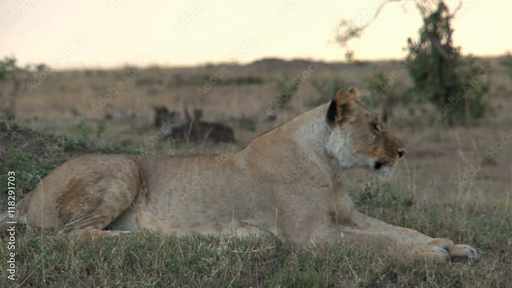 Lioness resting on the savanna Lioness resting on the savanna