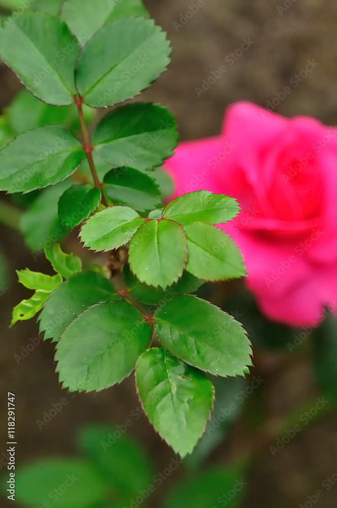 Green rose leaves with a single pink rose that is out of focus