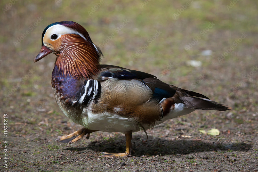 Mandarin duck (Aix galericulata).