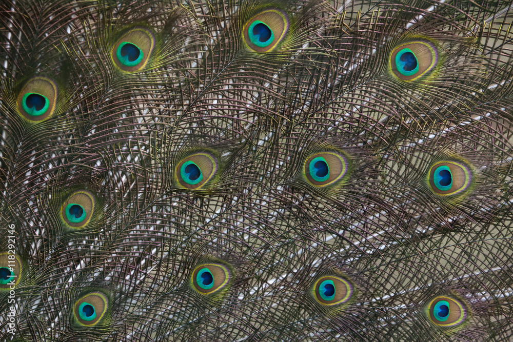 Fototapeta premium Plumage of the Indian peafowl (Pavo cristatus).