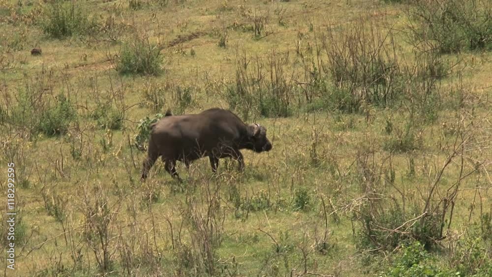 African Buffalo walking on the savanna African Buffalo walking on the savanna