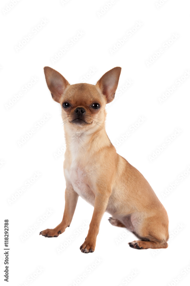 Chihuahua, 7 month old, on the white background