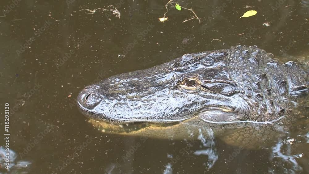 Young Nile Crocodile half-submerged in water Young Nile Crocodile half-submerged in water
