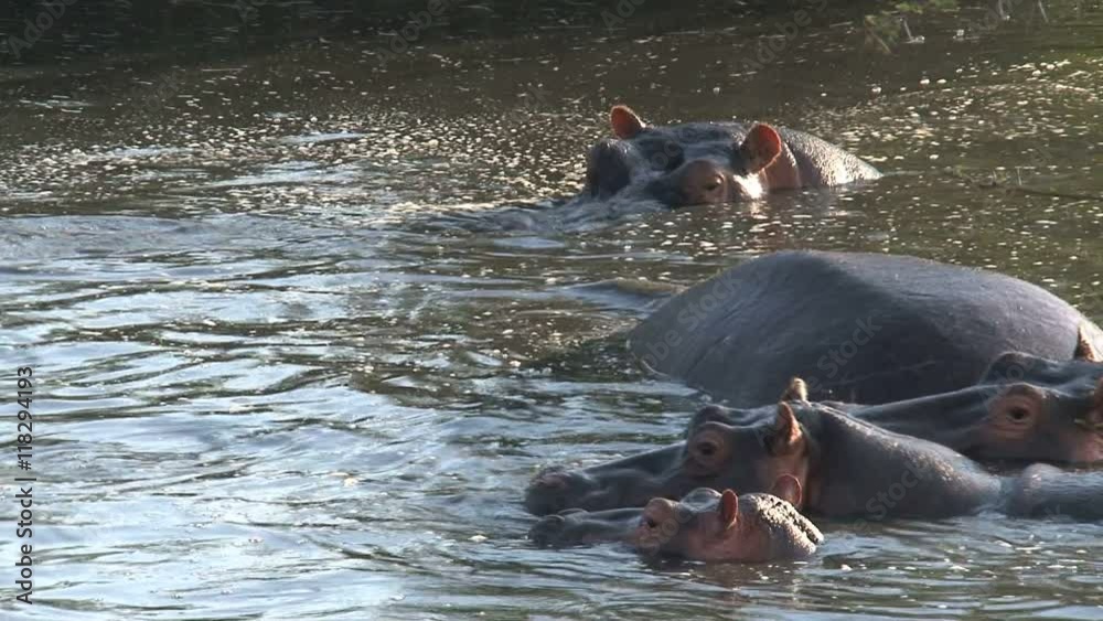 Herd of Hippopotamuses swimming in water