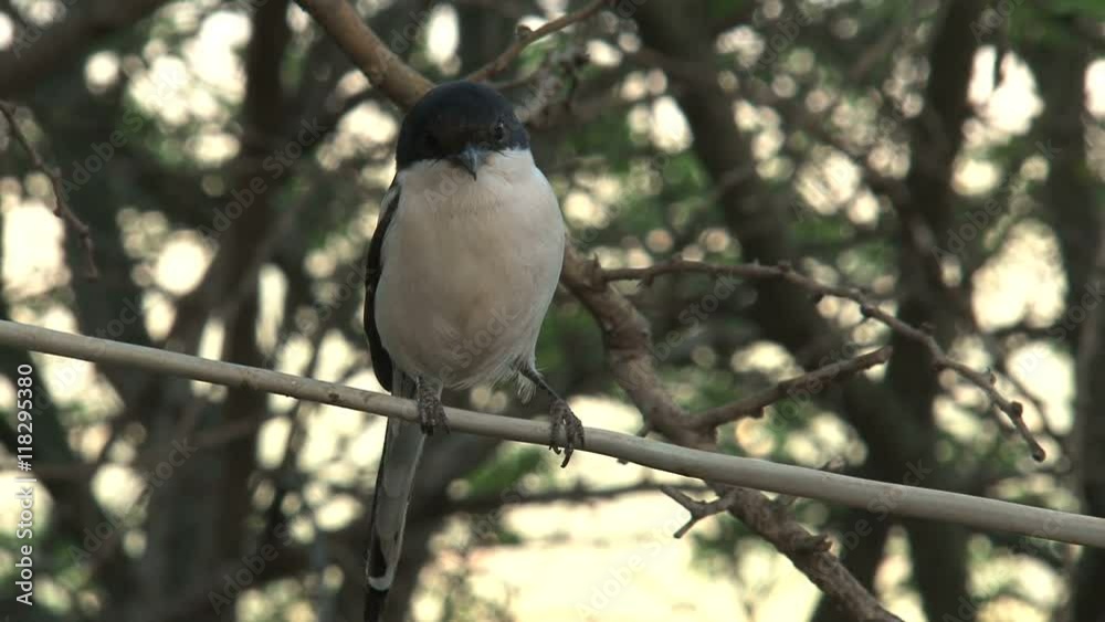 African Pied Wagtail perched in a tree African Pied Wagtail perched in a tree