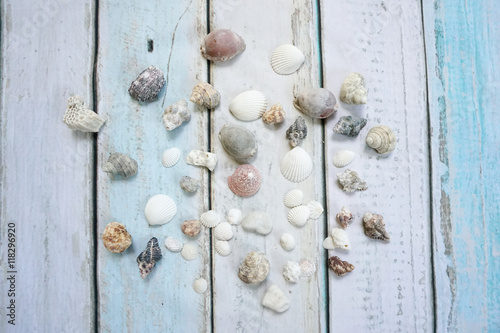 Sea shells on wooden background