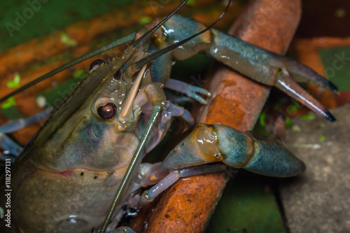 Red claw crayfish in water