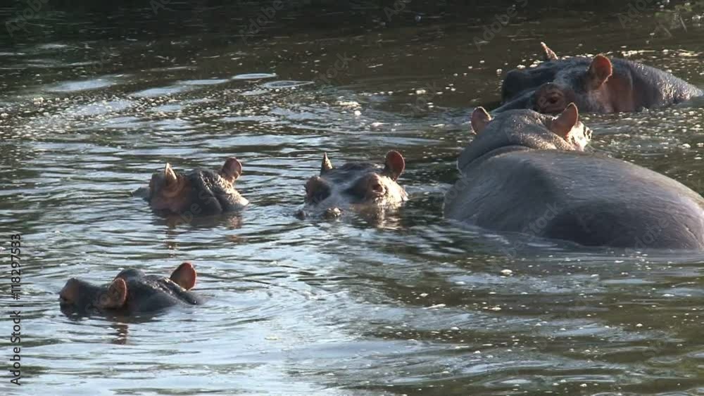 Herd of Hippopotamuses swimming in water Herd of Hippopotamuses swimming in water