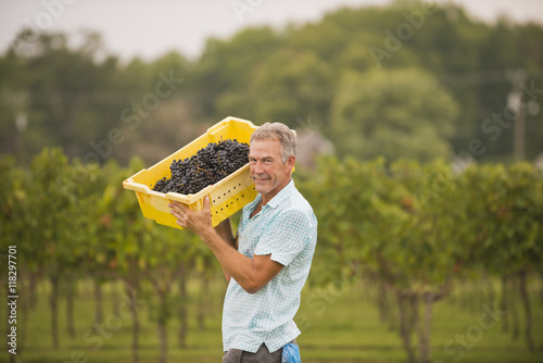 Caucasian farmer carrying grapes in vineyard