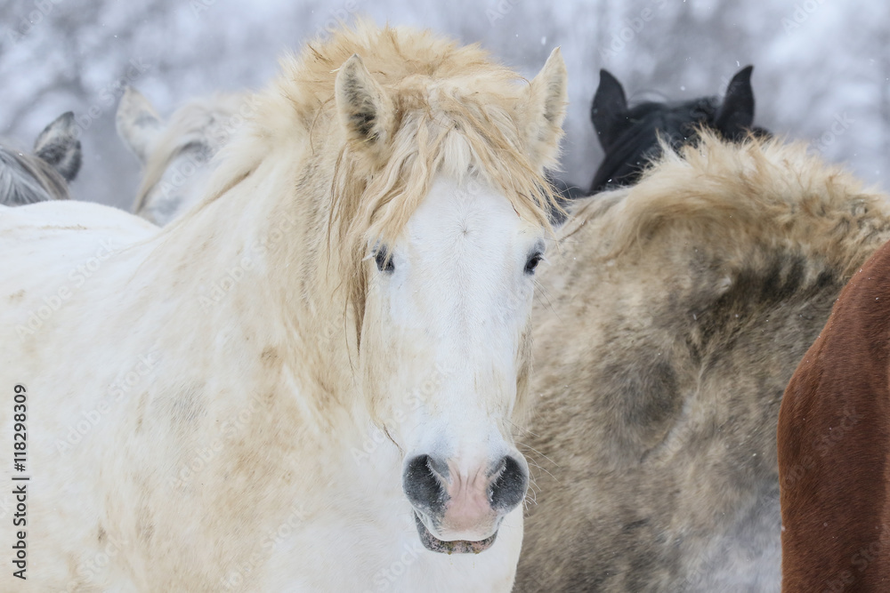 Obraz premium Biały koń zimą