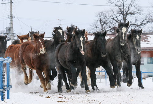 雪原を走る馬の集団 © makieni