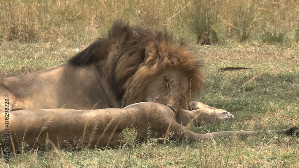 Lions resting in the shade on the savanna Lions resting in the shade on the savanna