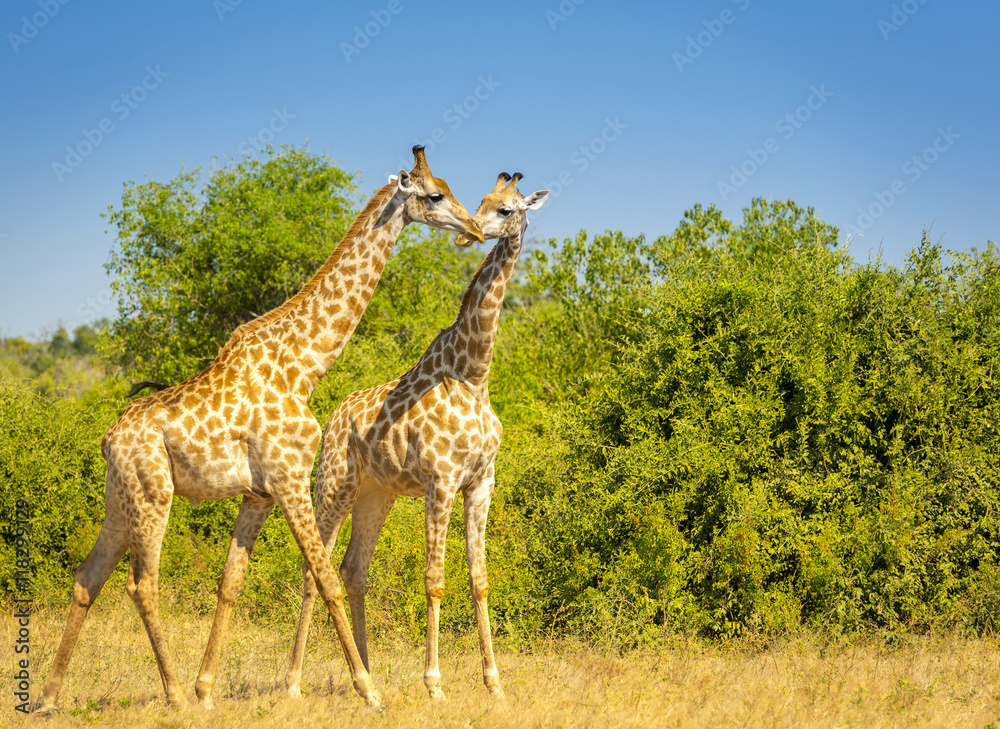 Fototapeta premium Giraffe in Africa