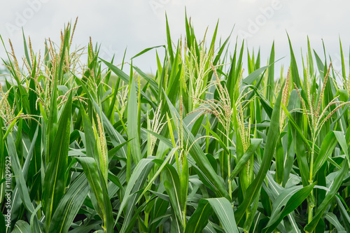 Corn blossoming, Green corn field in agricultural garden