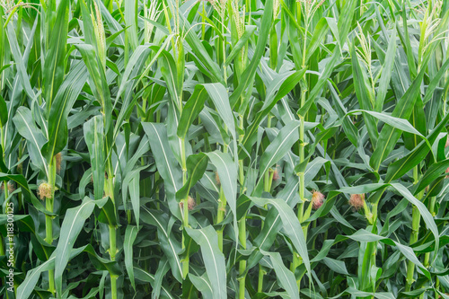 Green corn field in agricultural garden, Young ears of corn