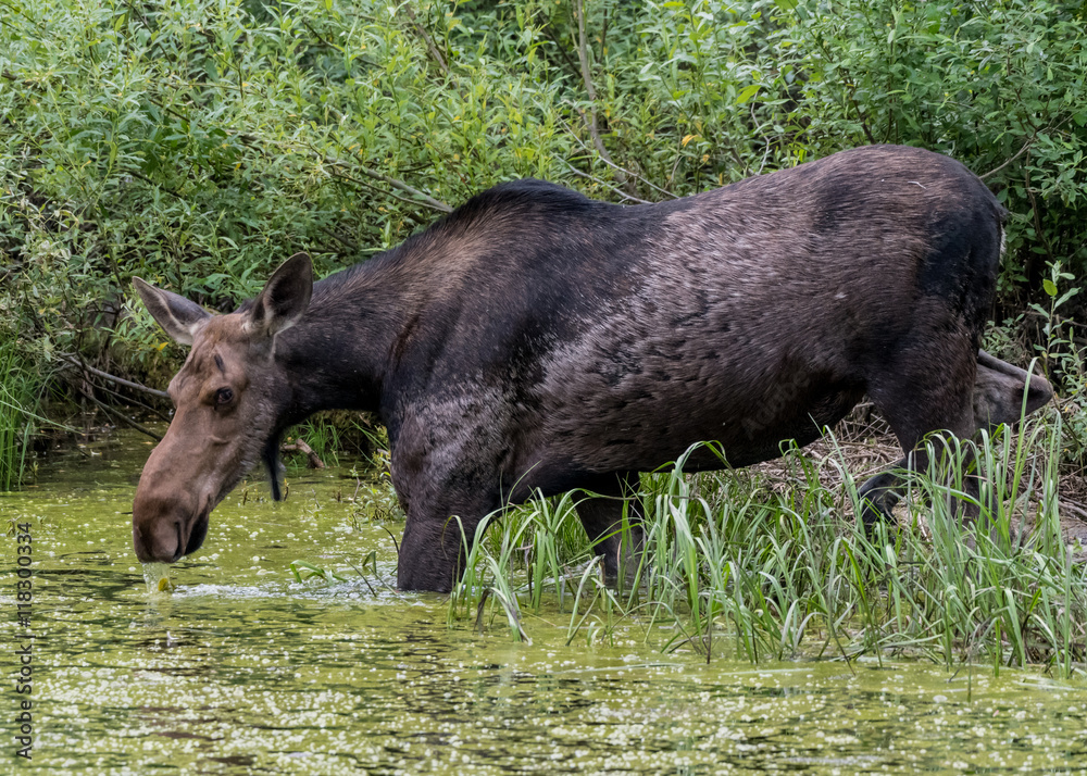 Female Moose Drinks from Algae Covered Water Female Moose Drinks from Algae Covered Water