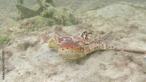 Underwater shot Lobster head on the sea floor photo