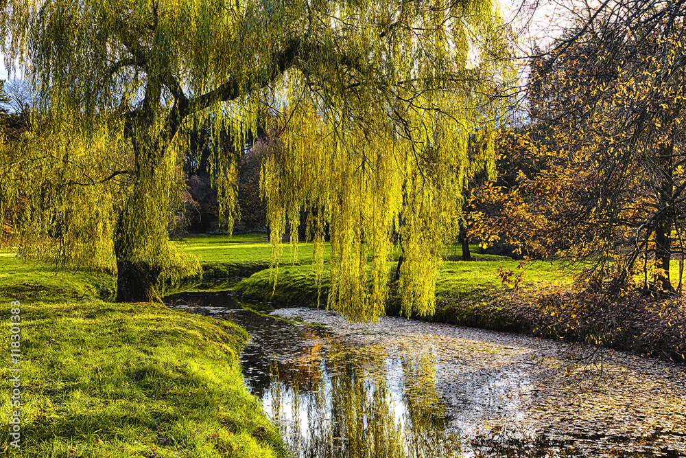 Willow tree by the Pond