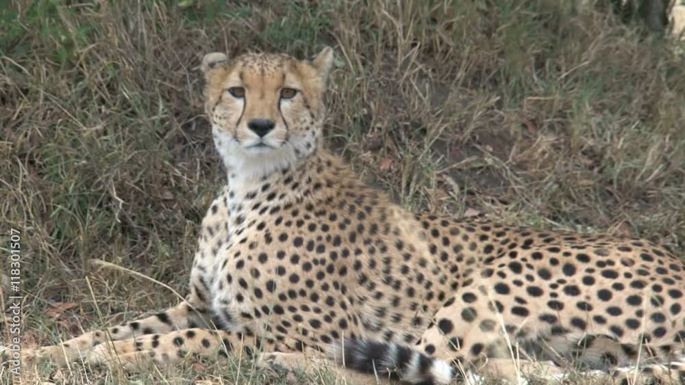 Cheetah resting on the savanna Cheetah resting on the savanna