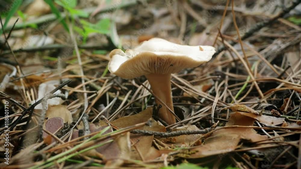 summer mushroom among the grass slow motion video