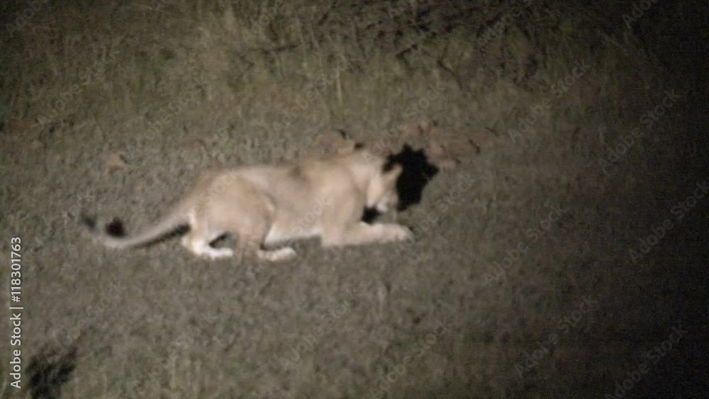 Lioness eating small prey at night Lioness eating small prey at night