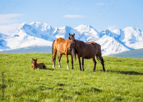 Horses under the snow mountain, pasture on the plateau.