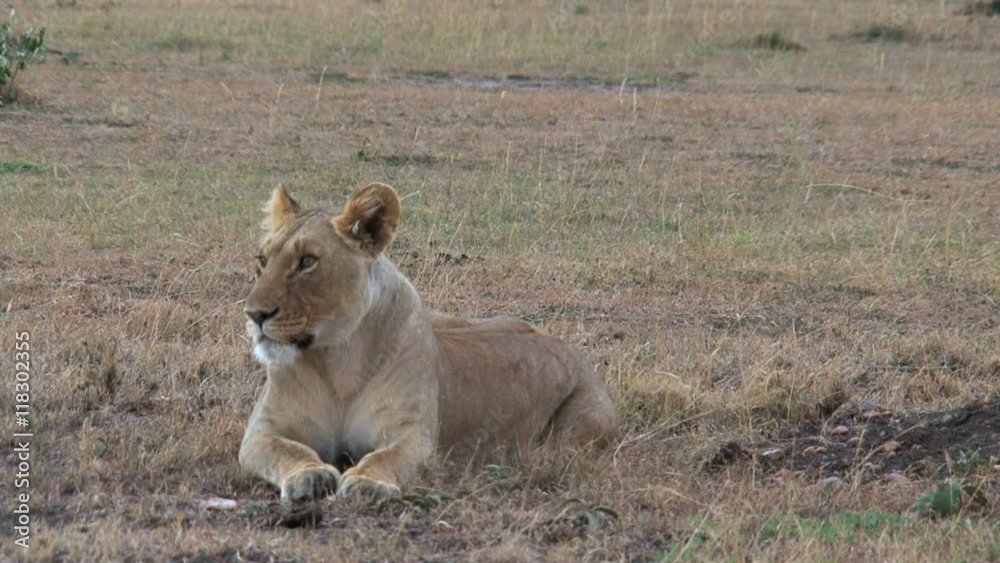 Lioness resting on the savanna Lioness resting on the savanna