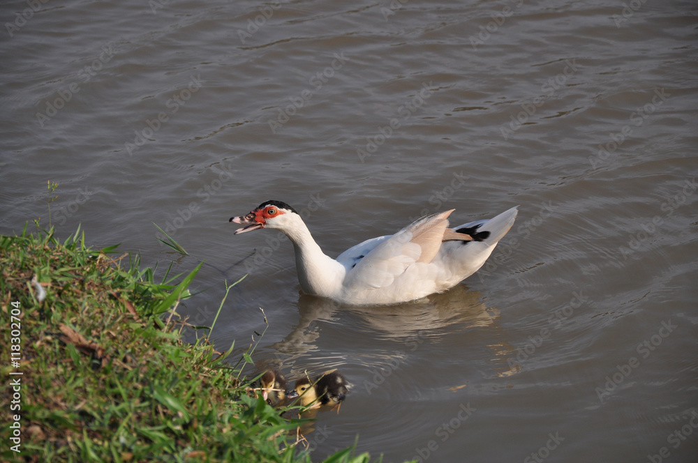 Fototapeta premium Pato e seus bebês nadando em lagoa