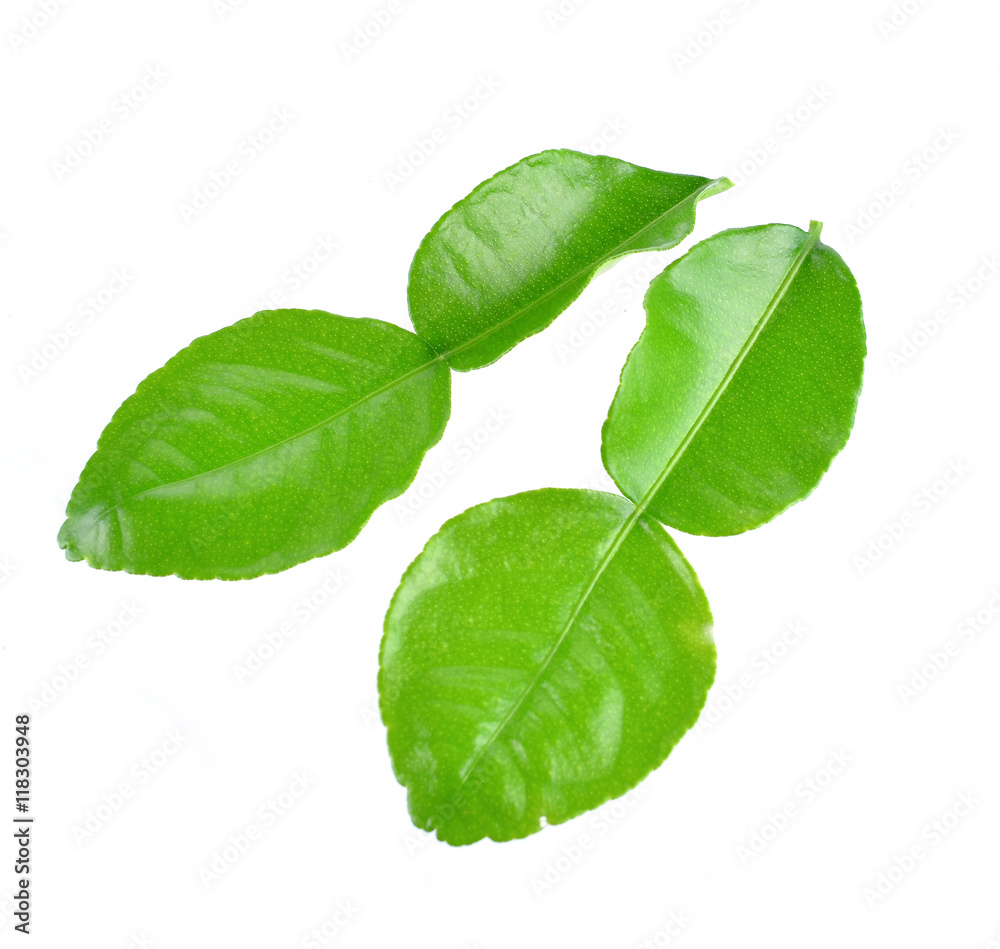 Kaffir lime leaf isolated on white background Kaffir lime leaf isolated on white background