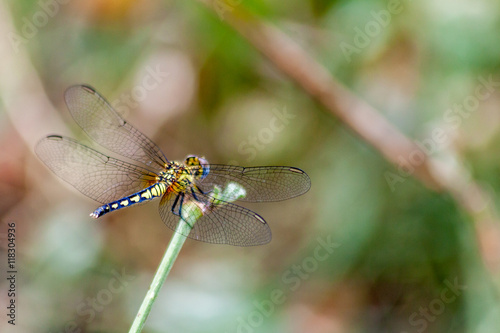 Libellule Libellule ou demoiselle