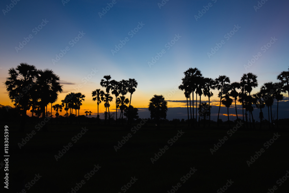 Silhouette of toddy palm at sunset or twilight time golden blue sky backlight in jasmine rice field countryside Thailand Silhouette of toddy palm at sunset or twilight time golden blue sky backlight in jasmine rice field countryside Thailand