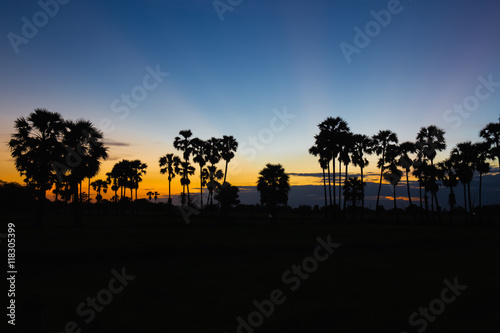Silhouette of toddy palm at sunset or twilight time golden blue sky backlight in jasmine rice field countryside Thailand
