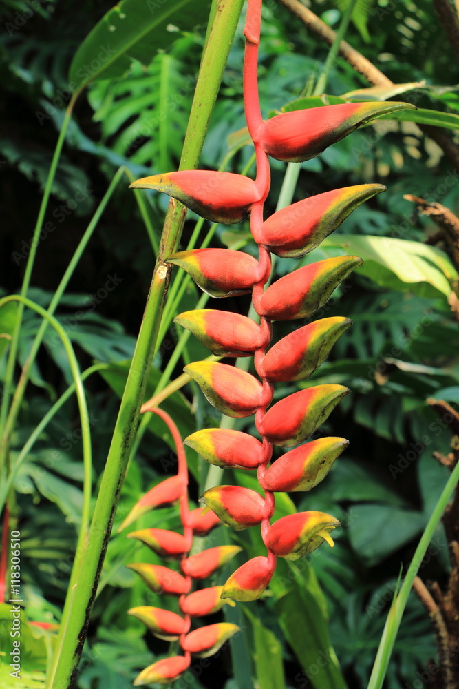 温室の花 ヘリコニア ロストラタ Stock 写真 Adobe Stock