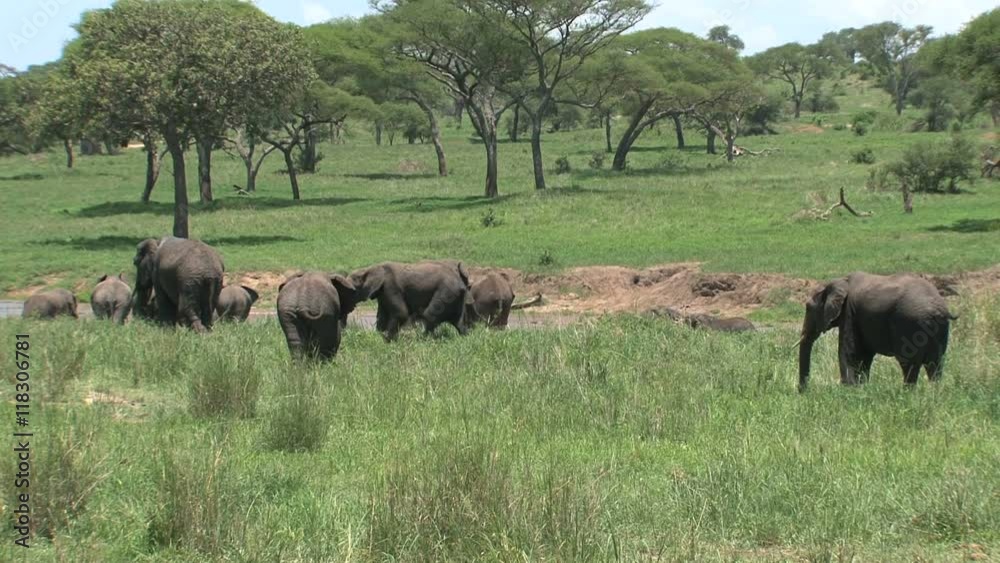 Herd of African Elephants grazing on the grassland Herd of African Elephants grazing on the grassland