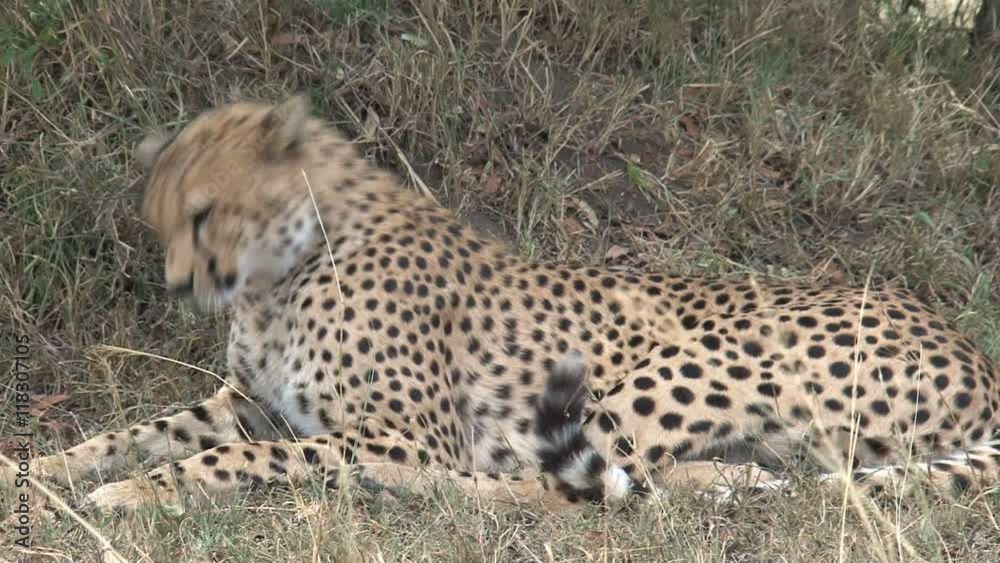 Cheetah resting on the savanna Cheetah resting on the savanna