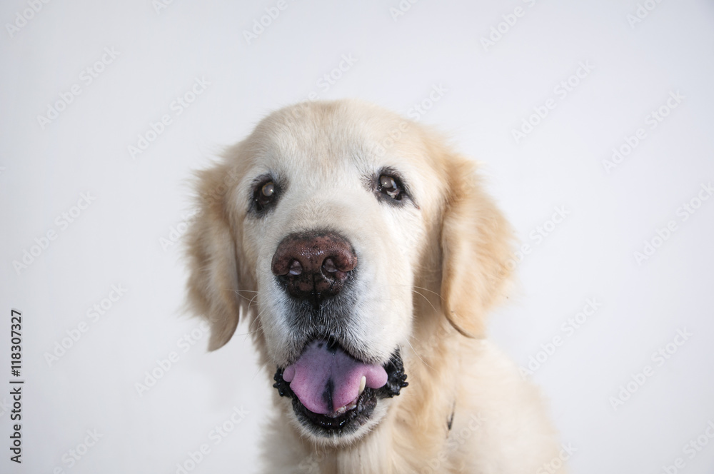 Beautiful Golden Retriever dog headshot isolated on white background