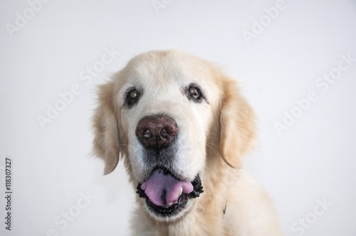 Beautiful Golden Retriever dog headshot isolated on white background © andreinanc