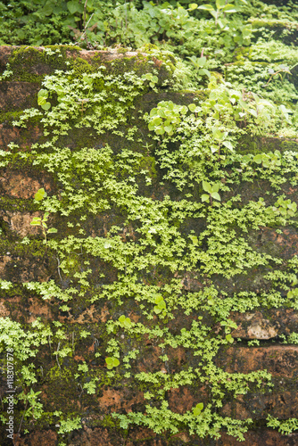 Fototapeta Naklejka Na Ścianę i Meble -  grass on old brick wall