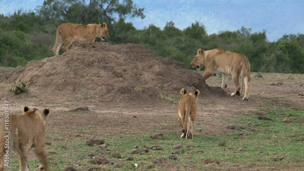Pride of Lions walking on the savanna Pride of Lions walking on the savanna