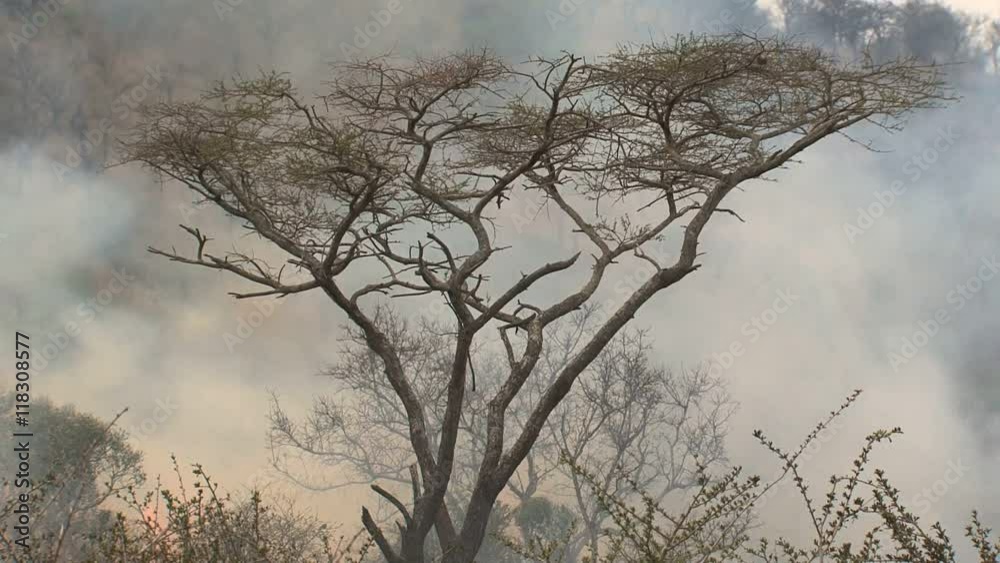 Brush fire burning on the savanna