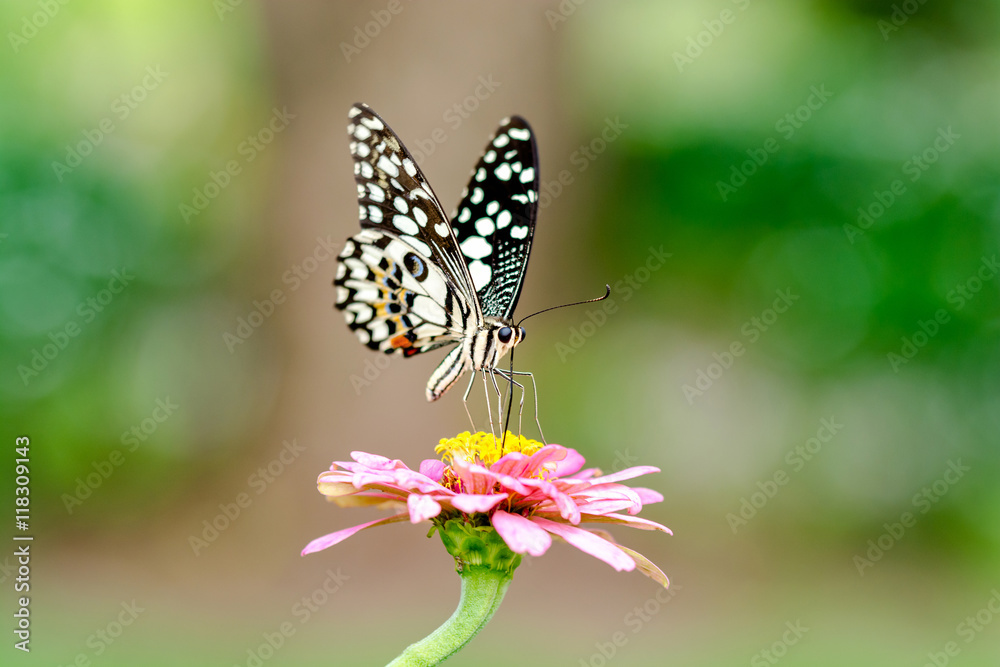 butterfly on flower